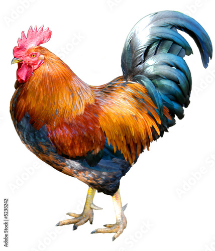 Obraz na płótnie chicken turn off