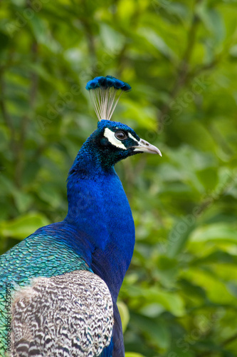 Blauer Pfau