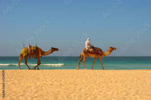 Camels, desert and ocean
