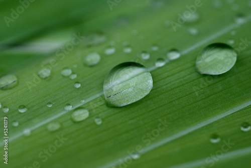  gouttes; eau, feuilles; vertes,macro;fraicheur,pluie,exterieur,