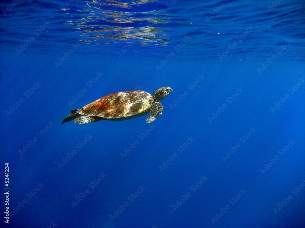Obraz premium Carretta Schildkröte