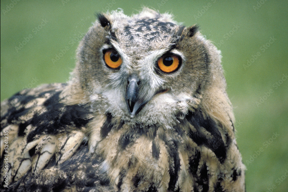 Naklejka premium Hibou Grand-duc d'Europe