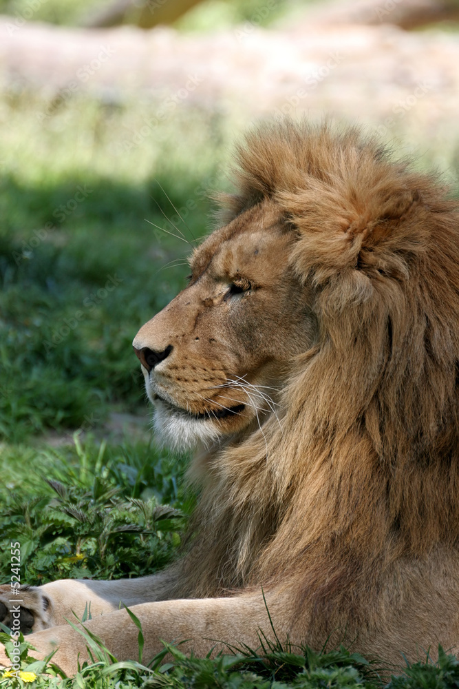 Lion's Portrait Lion's Portrait