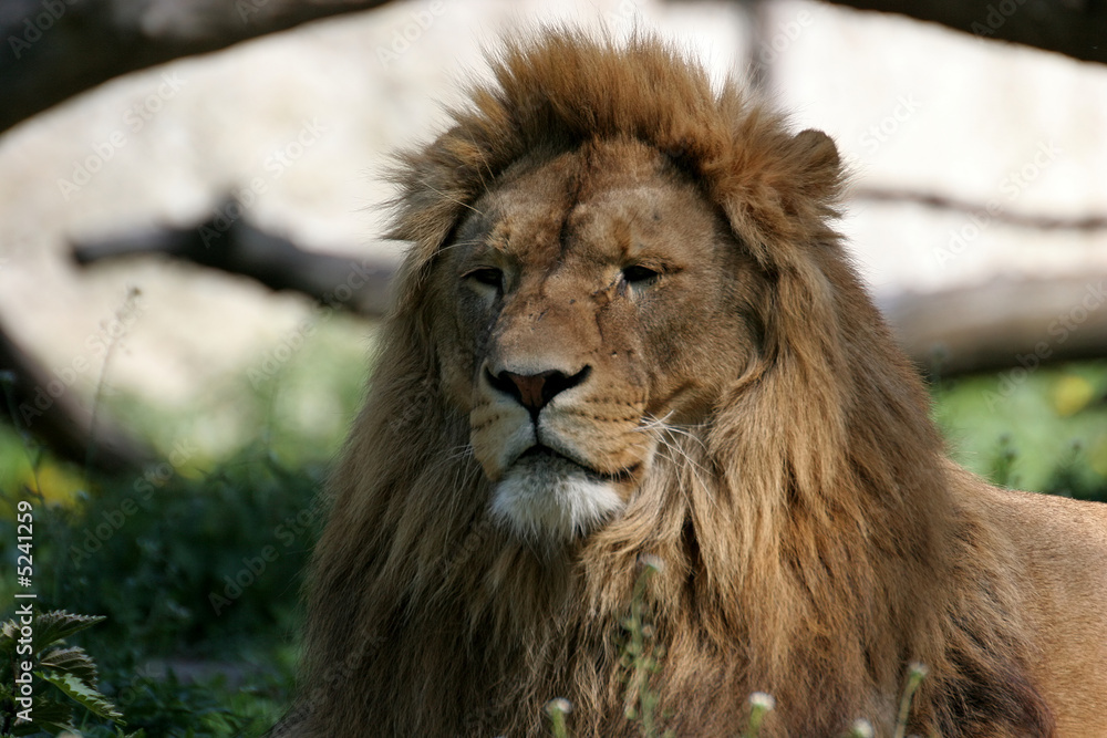 Lion's Portrait