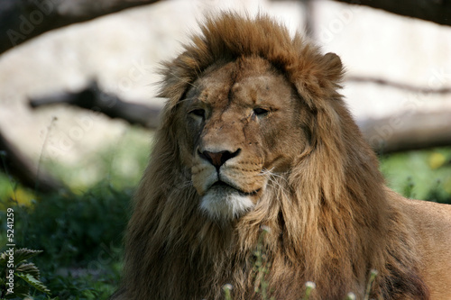Lion s Portrait