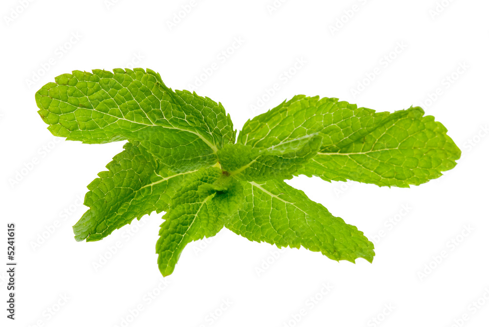 fresh mint fresh mint
