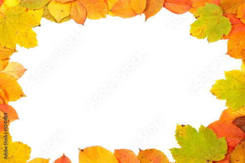 Colorful leaves frame
