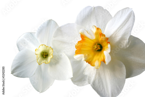 Daffodils  Narcissus  on white with room