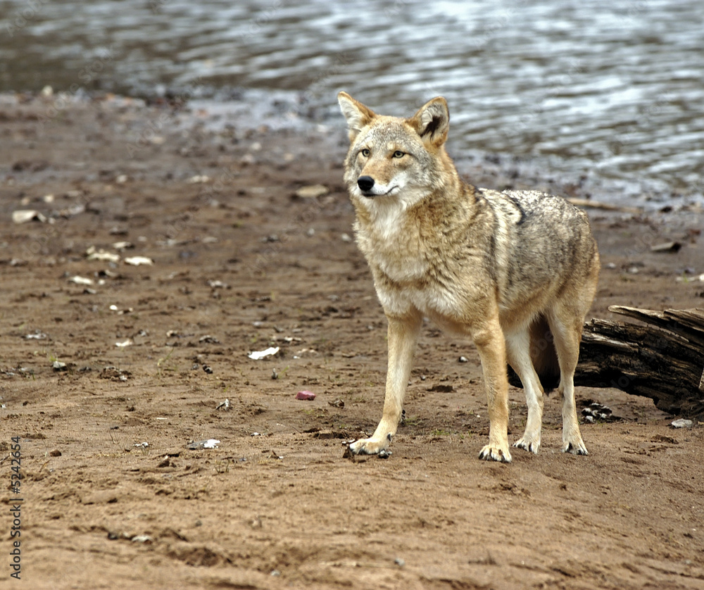 Fototapeta premium Coyote