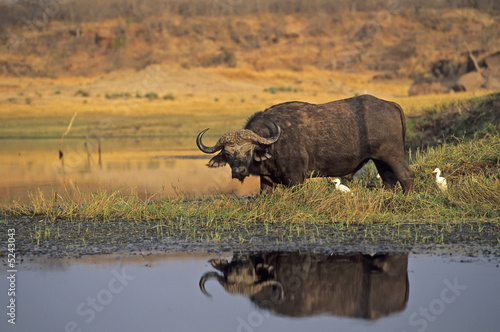 Cape buffalo at Lake Kariba  Zimbabwe