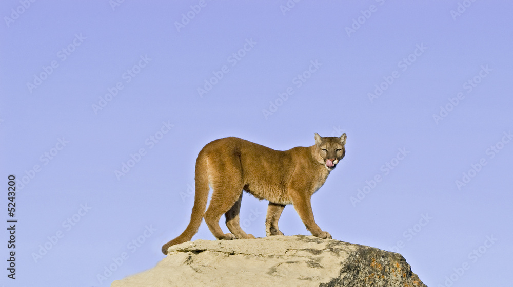 Obraz premium Cougar on rock ledge