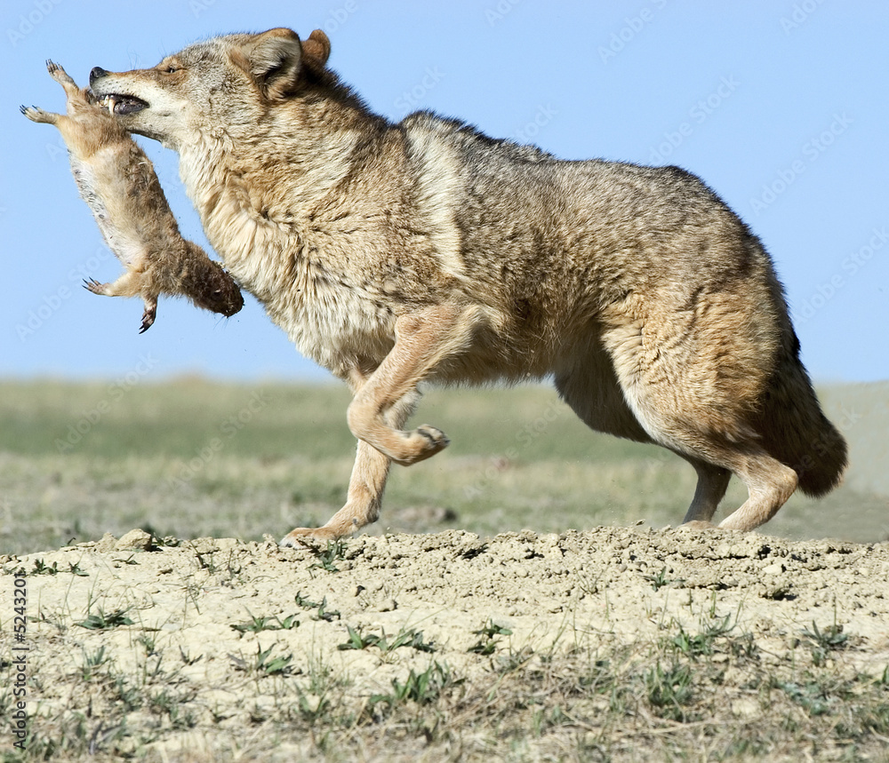 Fototapeta premium Coyote with prey