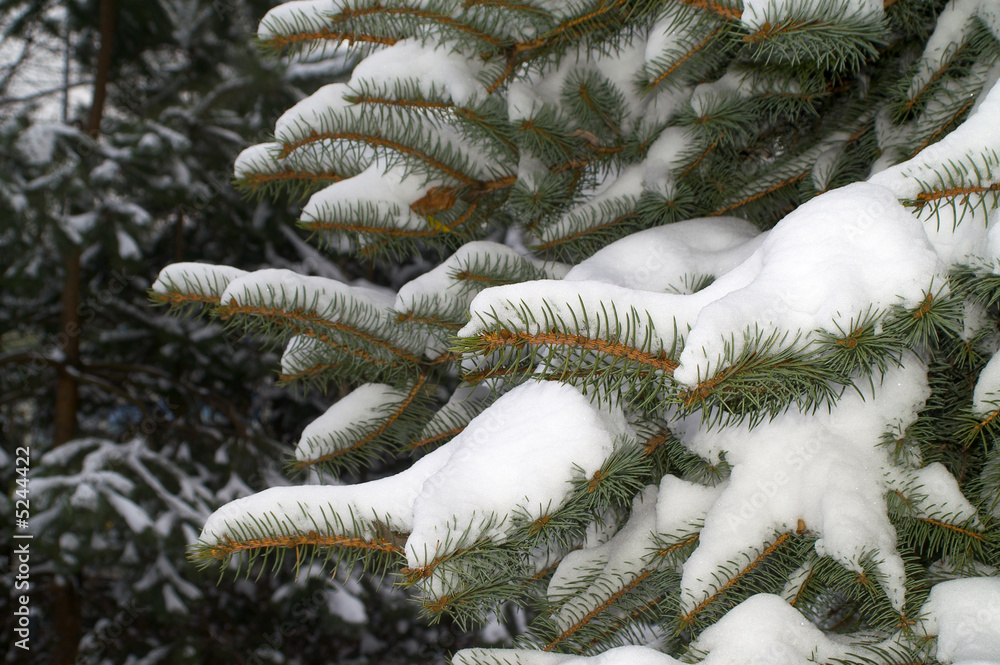  snowy spruce in winter scenery