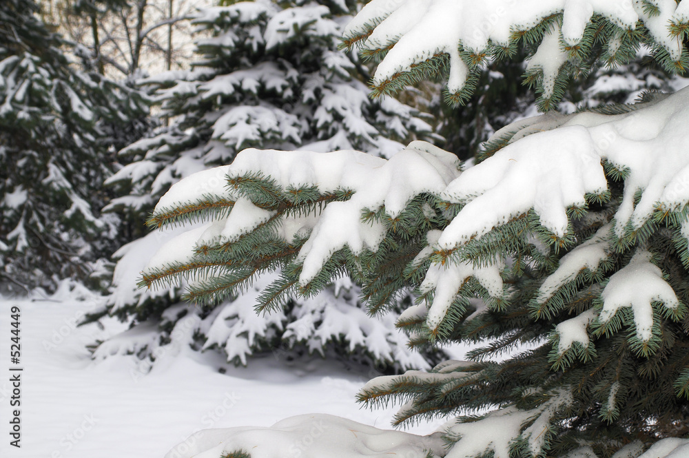  snowy spruce in winter scenery