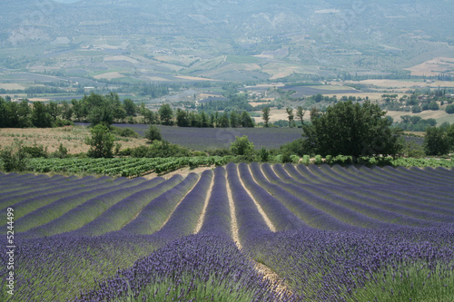 Lavande en Drôme