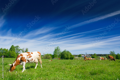 Cows