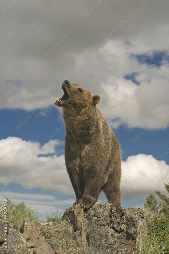 Fototapeta premium Grizzly bear roaring