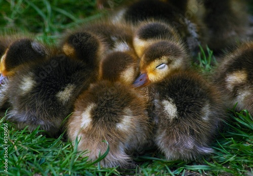 Huddle of Ducklings