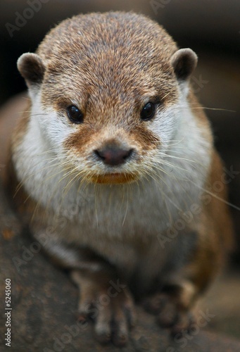 Eurasian Otter 2
