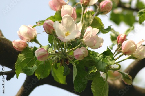 Apfelblüte