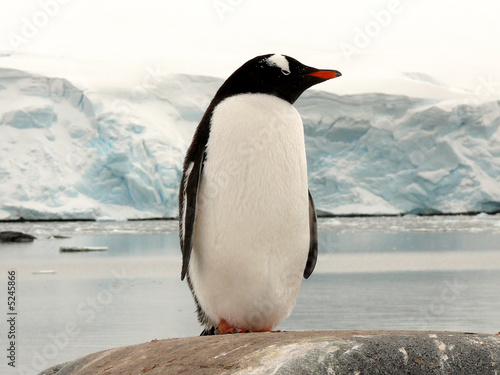 gentoo penguin in antarctica