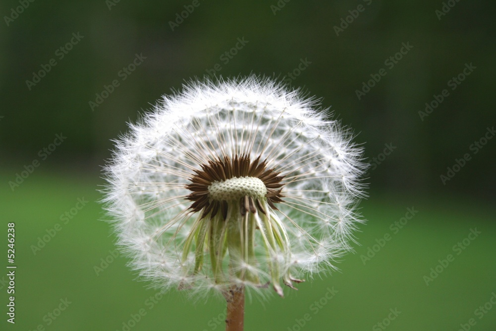 Fototapeta premium Pusteblume