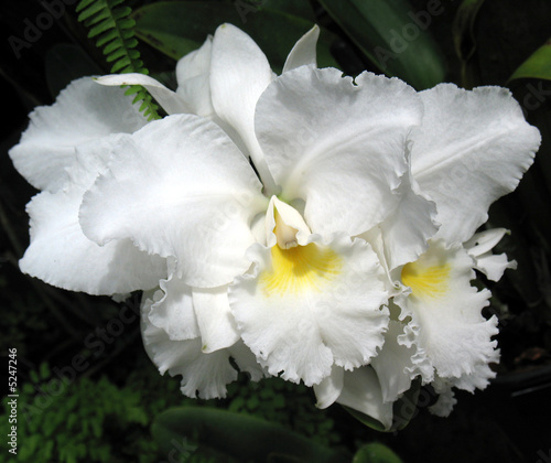 Orchids