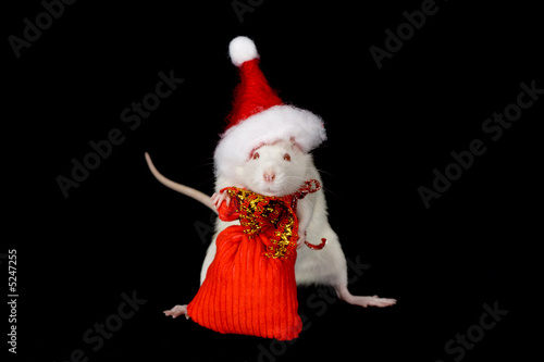 Rat