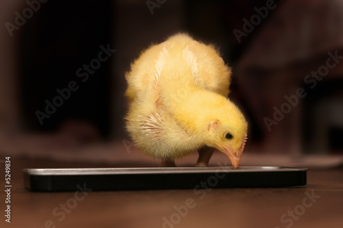 Chick eating