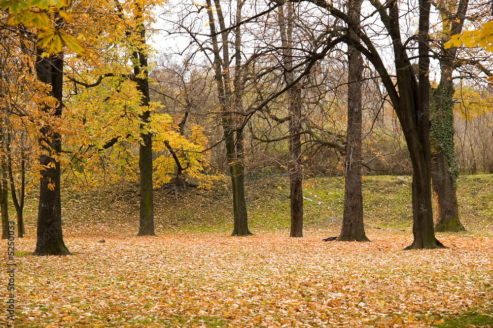 Autumn colors in forest