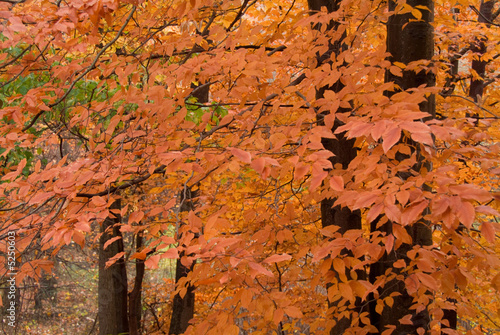 orange leaves on fall trees