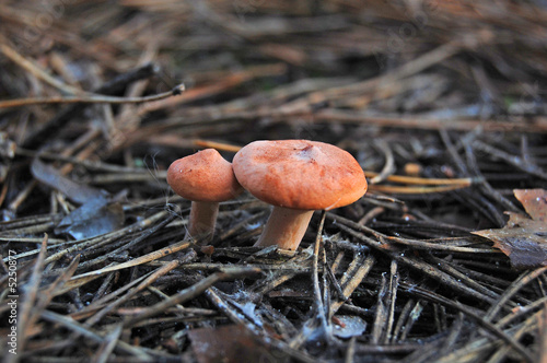 Two mushrooms. Mushrooms against the fallen needles