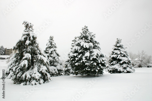 Snowfall Trees