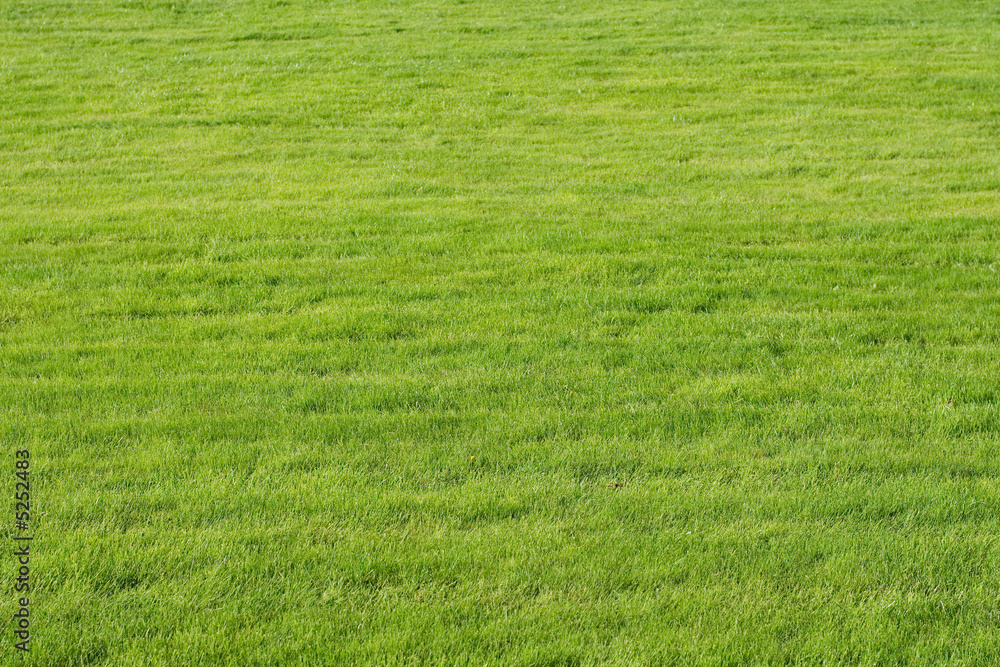 Naklejka premium Green grass