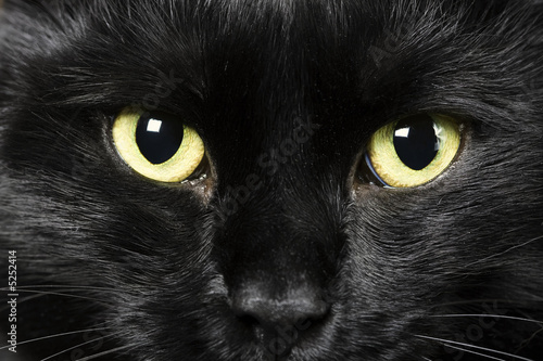 Canvastavla black cat