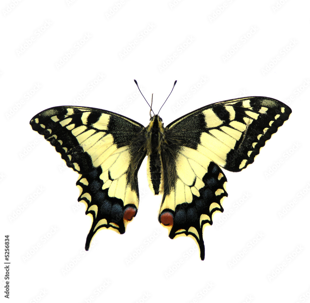 Fototapeta premium motyl