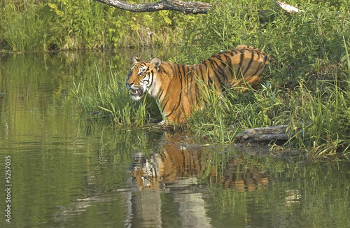 Tiger with reflection