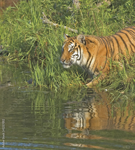 Tiger at water's edge