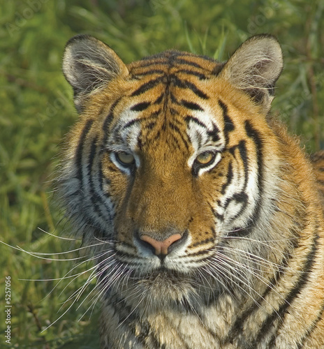Tiger glare