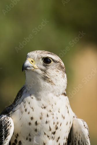 Saker Falcon