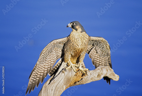 Peregrine falcon, wing display