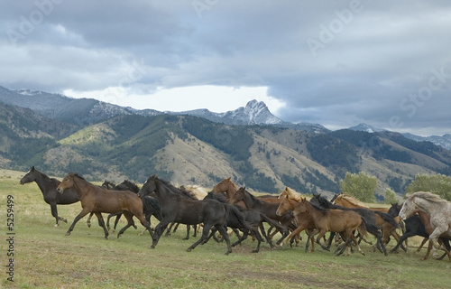 Horse roundup