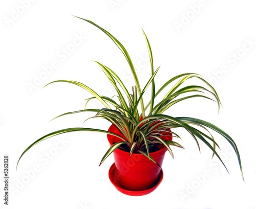 Spider plant