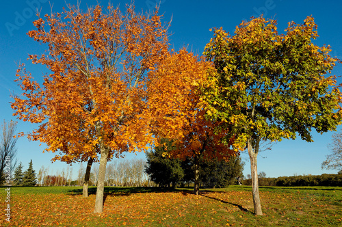 couleurs d automne dans un parc