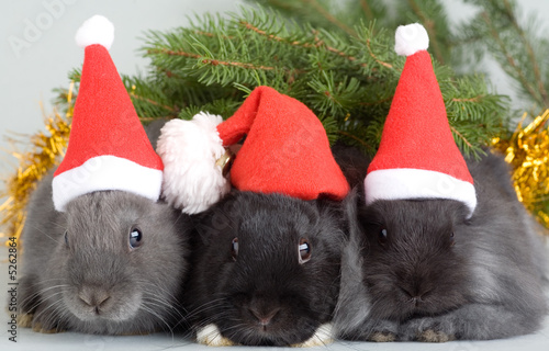 three bunny in santa hat and a christmas tree