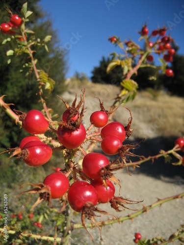 Rote Beeren