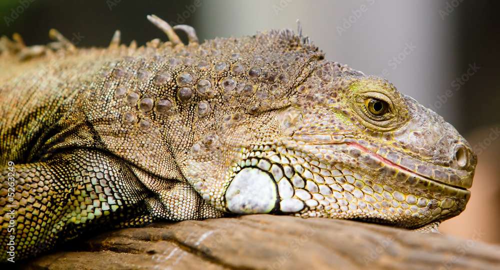 Obraz premium Iguana