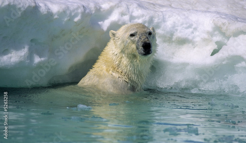 Polar bear in ice flow