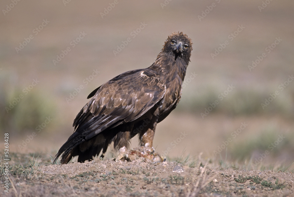 Fototapeta premium Golden eagle
