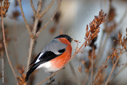 bullfinch having a lunch photo